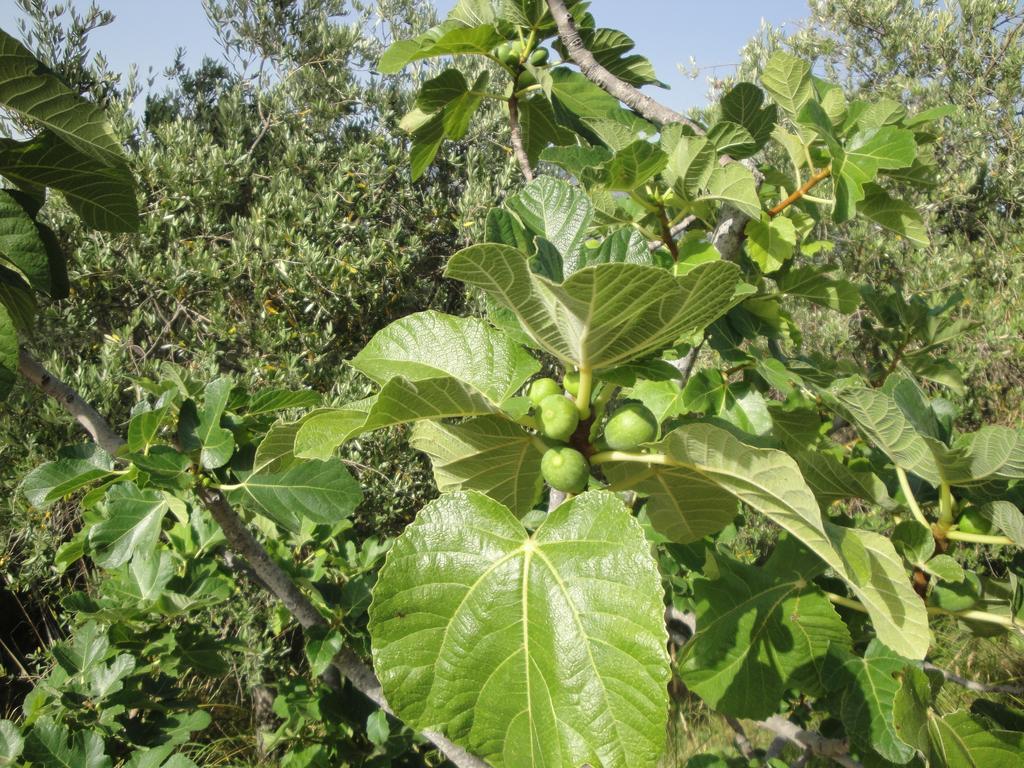Il Poggio Del Cilento Country House Agropoli Εξωτερικό φωτογραφία